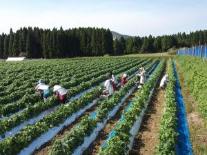 民泊、２日目大野集落でインゲン収穫手伝い