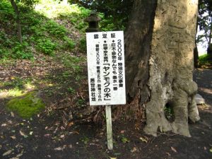 居世神社（こせじんじゃ）-ヤンモクの木