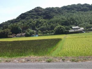 しげみっちゃんの古代米甘酒完成！！-2