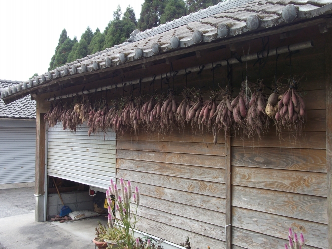 イベント目白押しです。つらさげ芋熟成中