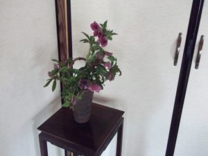 川畑邸に活けてあった 翁草？