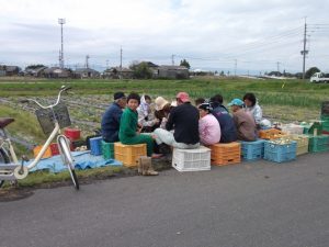 新城地区只今玉ねぎ収穫中-2