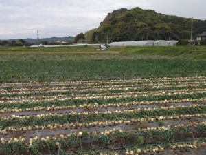 新城地区只今玉ねぎ収穫中-3