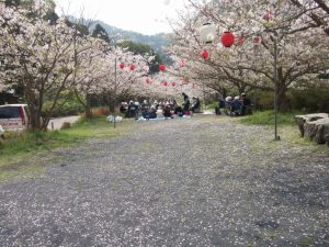 大隅線鉄道線路跡桜満開