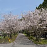 牛根境の桜並木