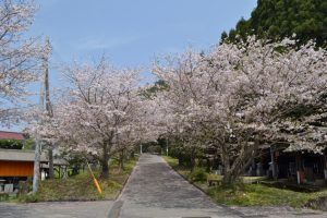 牛根境の桜並木