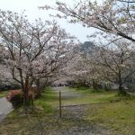 牛根境の桜並木