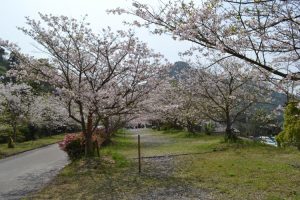 牛根境の桜並木