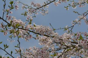 牛根境の桜並木-3