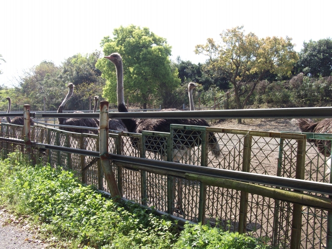 串良でダチョウの飼育、卵、肉、化粧品など幅広く経営している福田組の農場見学