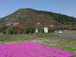 高峠開花状況4月15日現在-1