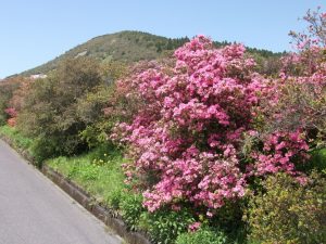 高峠開花状況4月15日現在-2