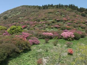 高峠開花状況4月15日現在-3