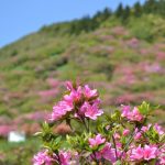 高峠つつじヶ丘公園