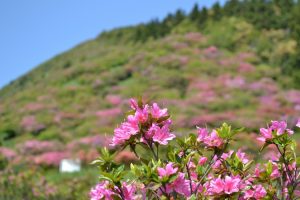 高峠つつじヶ丘公園