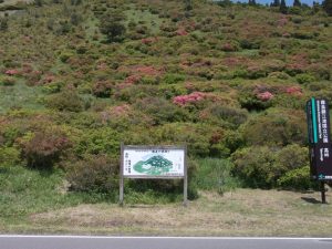 高峠つつじ4月26日正午開花状況-1