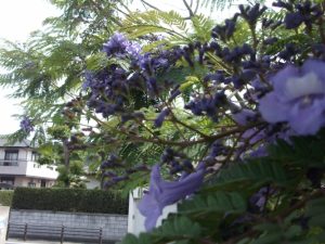 道の駅ジャカランタの花咲き始める-1