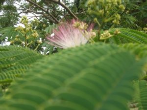 ねむの木の花