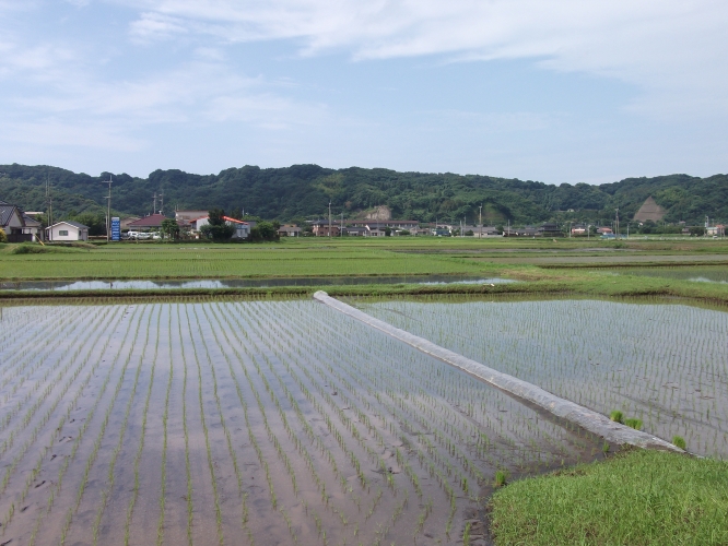 垂水、今田植え真っ最中-1