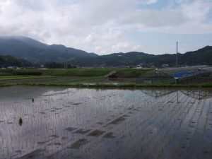 垂水、今田植え真っ最中-3