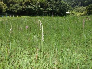 ＥＳＤ自然学校のグランドに咲く可憐な花