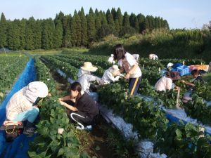 １０日午前中インゲン収穫手伝い
