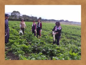 広い大根畑で御土産用の大根を収穫