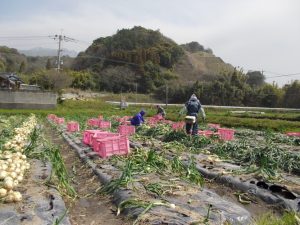 早春の垂水-新城地区玉ねぎ収穫作業