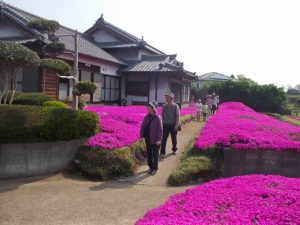 佐土原桜祭り、研修視察-1