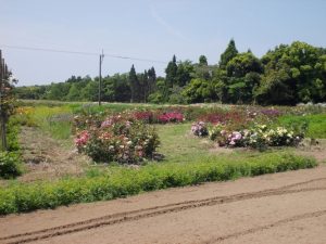 花岡　ダマスクローズの咲く岡に行きました-1