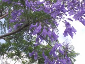 道の駅垂水ジャカランタの花が満開-2