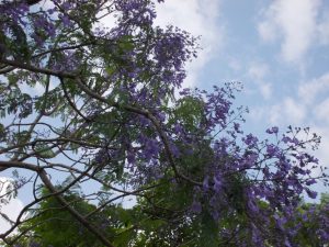 道の駅垂水ジャカランタの花が満開-3