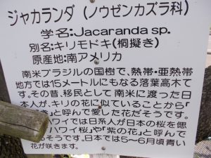 道の駅垂水ジャカランタの花が満開-4