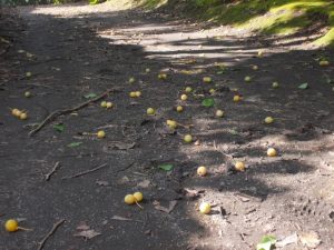 垂水千本イチョウ園情報-2