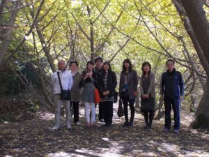 民泊　千本イチョウ園の見学