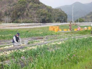 新城地区、鉄道線路跡農道