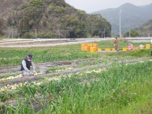 新城地区、鉄道線路跡農道