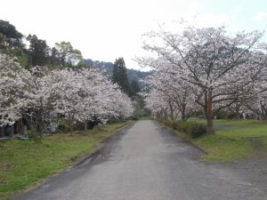 牛根境の桜、満開-1