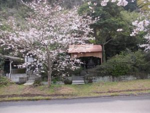 牛根境の桜、満開-4