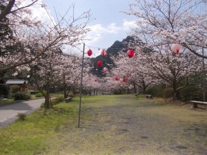 牛根境の桜、満開-4