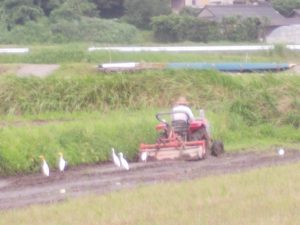 水之上、もうすぐ田植え-3