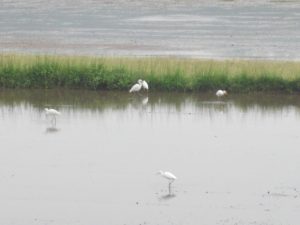 水之上、もうすぐ田植え-4