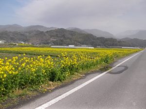 春休み故郷を訪ねて-水之上菜の花ロード