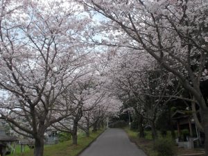 春休み故郷を訪ねて-牛根境桜並木