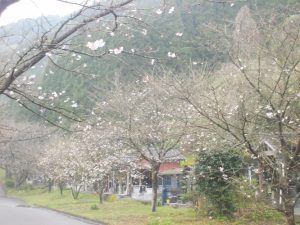 牛根境桜公園の見ごろ-2